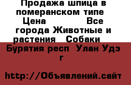 Продажа шпица в померанском типе › Цена ­ 20 000 - Все города Животные и растения » Собаки   . Бурятия респ.,Улан-Удэ г.